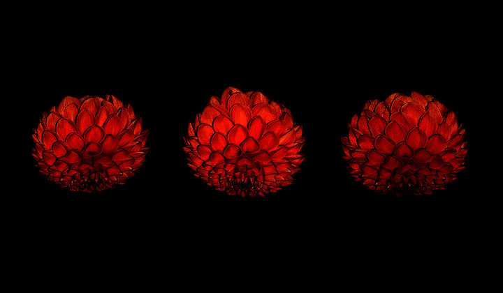 Linnaean Northumberland Red Flowers