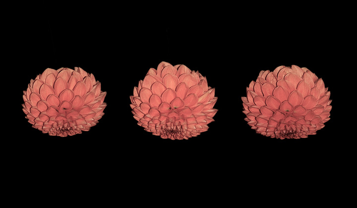 Linnaean Three Northumberland Flowers